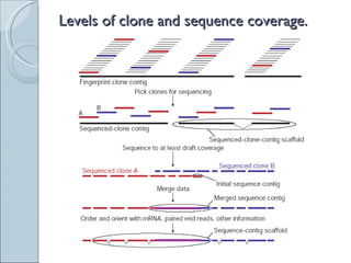 Levels of clone and sequence coverage. 