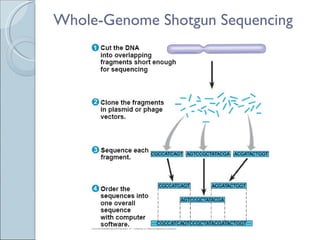Whole-Genome Shotgun Sequencing 