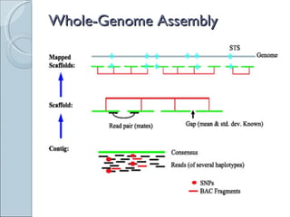 Whole-Genome Assembly 