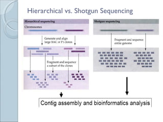 Hierarchical vs. Shotgun Sequencing 