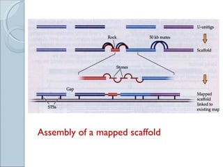 Assembly of a mapped scaffold 