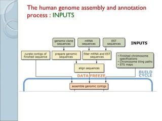 The human genome assembly and annotation process :  INPUTS 