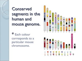 Conserved segments in the human and mouse genome.   *  Each colour corresponds to a particular mouse chromosome. 
