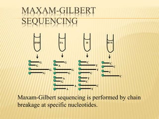 Maxam-Gilbert sequencing is performed by chain
breakage at specific nucleotides.
DMS
G
G
G
G
FA
G
A
G
G
A
G
A
A
H
C
T
T
C
T
C
C
T
H+S
C
C
C
C
MAXAM-GILBERT
SEQUENCING
 