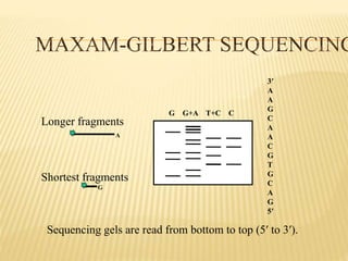 Sequencing gels are read from bottom to top (5′ to 3′).
G G+A T+C C
3′
A
A
G
C
A
A
C
G
T
G
C
A
G
5′
Longer fragments
Shortest fragments
G
A
 