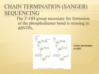 Chain terminates
at ddG
CHAIN TERMINATION (SANGER)
SEQUENCING
The 3′-OH group necessary for formation
of the phosphodiester bond is missing in
ddNTPs.
 