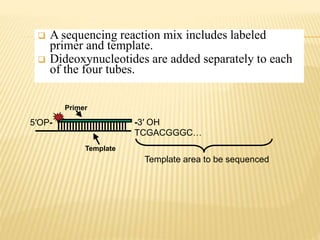 Template area to be sequenced
-3′ OH
TCGACGGGC…
5′OP-
Primer
Template
 A sequencing reaction mix includes labeled
primer and template.
 Dideoxynucleotides are added separately to each
of the four tubes.
 