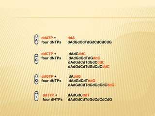ddATP + ddA
four dNTPs dAdGdCdTdGdCdCdCdG
ddCTP + dAdGddC
four dNTPs dAdGdCdTdGddC
dAdGdCdTdGdCddC
dAdGdCdTdGdCdCddC
ddGTP + dAddG
four dNTPs dAdGdCdTddG
dAdGdCdTdGdCdCdCddG
ddTTP + dAdGdCddT
four dNTPs dAdGdCdTdGdCdCdCdG
A
C
G
T
 