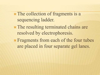  The collection of fragments is a
sequencing ladder.
 The resulting terminated chains are
resolved by electrophoresis.
 Fragments from each of the four tubes
are placed in four separate gel lanes.
 