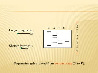 Sequencing gels are read from bottom to top (5′ to 3′).
G A T C
3′
G
G
T
A
A
A
T
C
A
T
G
5′
Longer fragments
Shorter fragments
ddG
ddG
 