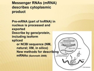 Messenger RNAs (mRNA)
describes cytoplasmic
product
Pre-mRNA (part of hnRNA) in
nucleus is processed and
exported
Describe by gene/protein,
including isoform
spliced
or NCBI sequence (NM,
natural; XM, in silico)
New methods for describing
mRNAs (Sammeth 2008)
 