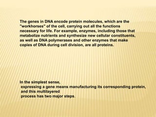 The genes in DNA encode protein molecules, which are the
"workhorses" of the cell, carrying out all the functions
necessary for life. For example, enzymes, including those that
metabolize nutrients and synthesize new cellular constituents,
as well as DNA polymerases and other enzymes that make
copies of DNA during cell division, are all proteins.
In the simplest sense,
expressing a gene means manufacturing its corresponding protein,
and this multilayered
process has two major steps.
 