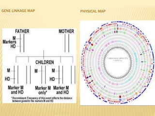 GENE LINKAGE MAP PHYSICAL MAP
 