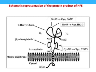 Schematic representation of the protein product of HFE
 