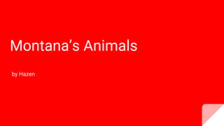 Montana’s Animals
by Hazen
 