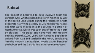 Bobcat
The bobcat is believed to have evolved from the
Eurasian lynx, which crossed into North America by way
of the Bering Land Bridge during the Pleistocene, with
progenitors arriving as early as 2.6 million years ago.
The first wave moved into the southern portion of
North America, which was soon cut off from the north
by glaciers. This population evolved into modern
bobcats around 20,000 years ago. A second population
arrived from Asia and settled in the north, developing
into the modern Canada lynx. Hybridization between
the bobcat and the Canada lynx may sometimes occur.
 