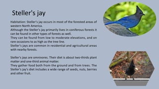 Steller's jay
Habitation: Steller's jay occurs in most of the forested areas of
western North America.
Although the Steller's jay primarily lives in coniferous forests it
can be found in other types of forests as well.
They can be found from low to moderate elevations, and on
rare occasions to as high as the tree line.
Steller's jays are common in residential and agricultural areas
with nearby forests.
Steller's jays are omnivores. Their diet is about two-thirds plant
matter and one-third animal matter.
They gather food both from the ground and from trees. The
Steller's jay's diet includes a wide range of seeds, nuts, berries
and other fruit.
 