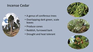 Incense Cedar
• A genus of coniferous trees
• Overlapping dark green, scale
leaves
• Produce cones
• Reddish, furrowed bark
• Drought and heat tolerant
 