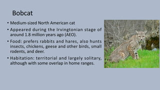 Bobcat
• Medium-sized North American cat
• Appeared during the Irvingtonian stage of
around 1.8 million years ago (AEO).
• Food: prefers rabbits and hares, also hunts
insects, chickens, geese and other birds, small
rodents, and deer.
• Habitation: territorial and largely solitary,
although with some overlap in home ranges.
 