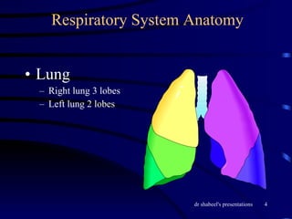 Respiratory System Anatomy Lung Right lung 3 lobes Left lung 2 lobes 