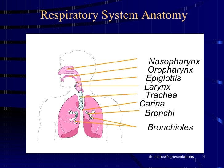 The Respiratory System