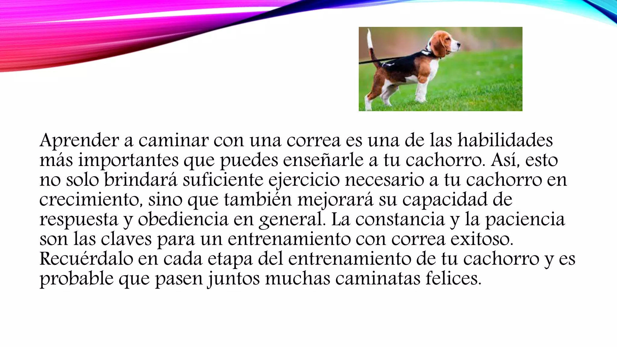 como enseñarle a tu cachorro a usar correa | PPT