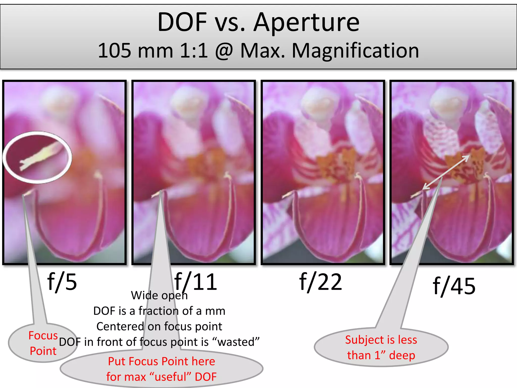 DOF vs. Aperture
             105 mm 1:1 @ Max. Magnification




   f/5                    f/11
                   Wide open
                                                f/22                     f/45
            DOF is a fraction of a mm
             Centered on focus point
Focus DOF in front of focus point is “wasted”          Subject is less
Point                                                  than 1” deep
               Put Focus Point here
               for max “useful” DOF
 
