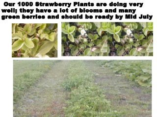 Our 1000 Strawberry Plants are doing very
well; they have a lot of blooms and many
green berries and should be ready by Mi...