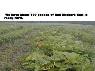 We have about 100 pounds of Red Rhubarb that is
ready NOW.
 