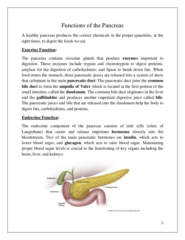 Pancreas: Function, Location & Diseases