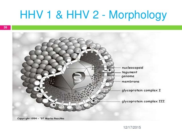 Feline herpes virus электронный. Human herpes