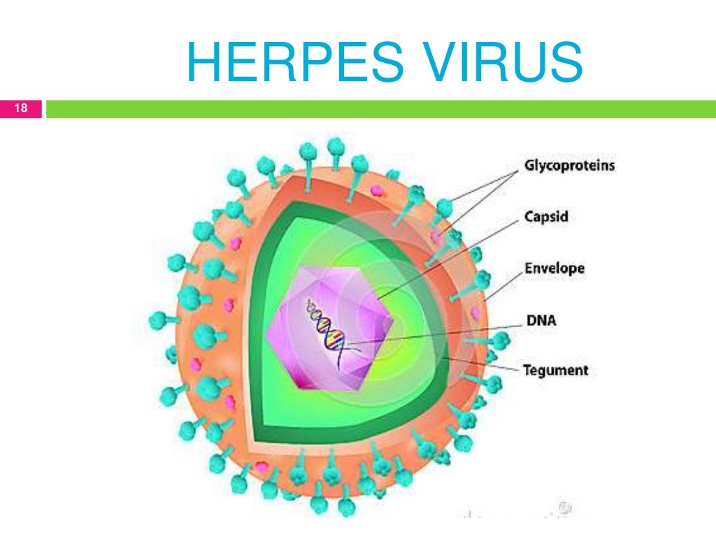 Herpes virus 6
