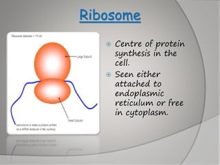 Ribosome
 Centre of protein
synthesis in the
cell.
 Seen either
attached to
endoplasmic
reticulum or free
in cytoplasm.
 