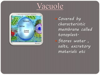 Vacuole
 Covered by
characteristic
membrane called
tonoplast.
 Stores water ,
salts, excretory
materials etc
 
