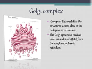 Golgi complex
• Groups of flattened disc-like
structures located close to the
endoplasmic reticulum..
• The Golgi apparatus receives
proteins and lipids (fats) from
the rough endoplasmic
reticulum
 