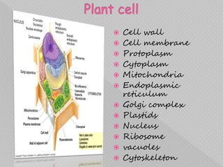  Cell wall
 Cell membrane
 Protoplasm
 Cytoplasm
 Mitochondria
 Endoplasmic
reticulum
 Golgi complex
 Plastids
 Nucleus
 Ribosome
 vacuoles
 Cytoskeleton
 
