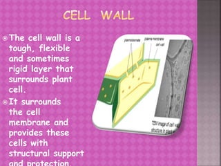  The cell wall is a
tough, flexible
and sometimes
rigid layer that
surrounds plant
cell.
 It surrounds
the cell
membrane and
provides these
cells with
structural support
 