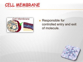CELL MEMBRANE
 Responsible for
controlled entry and exit
of molecule.
 