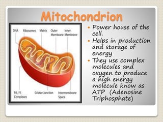 Mitochondrion
 Power house of the
cell.
 Helps in production
and storage of
energy
 They use complex
molecules and
oxygen to produce
a high energy
molecule know as
ATP (Adenosine
Triphosphate)
 