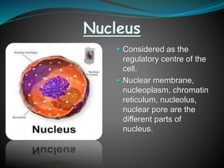 Nucleus
 Considered as the
regulatory centre of the
cell.
 Nuclear membrane,
nucleoplasm, chromatin
reticulum, nucleolus,
nuclear pore are the
different parts of
nucleus.
 