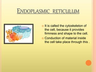 ENDOPLASMIC RETICULUM
 It is called the cytoskeleton of
the cell, because it provides
firmness and shape to the cell.
 Conduction of material inside
the cell take place through this .
 