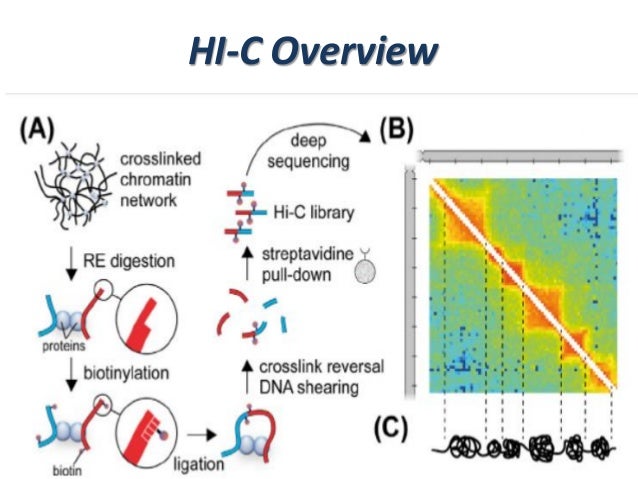 chromatin conformation capture