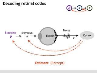 Decoding retinal codes
θ

s

r

Statistics
Cortex

θ

Estimate (Percept)

 