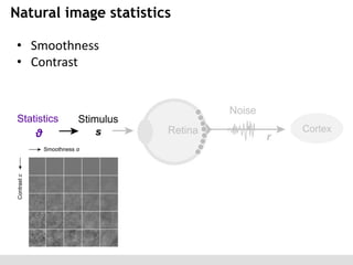 Natural image statistics
• Smoothness
• Contrast

Statistics

θ

Cortex

 