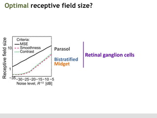 Receptive field size

Optimal receptive field size?

Parasol

Bistratified
Midget

Retinal ganglion cells

 