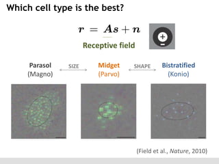 Which cell type is the best?

Receptive field
Parasol
(Magno)

SIZE

Midget
(Parvo)

SHAPE

Bistratified
(Konio)

(Field et al., Nature, 2010)

 