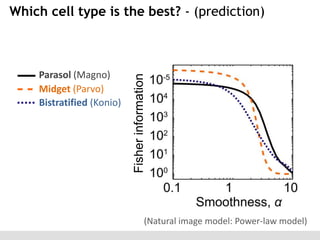 Parasol (Magno)
Midget (Parvo)
Bistratified (Konio)

Fisher information

Which cell type is the best? - (prediction)

(Natural image model: Power-law model)

 