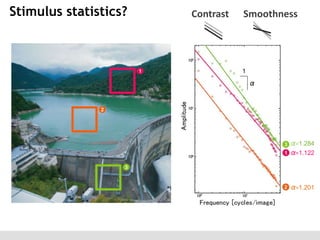 Stimulus statistics?

Contrast

Smoothness

1

α

α=1.284
α=1.122

α=1.201

 