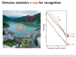 Stimulus statistics = cue for recognition

1

α

α=1.284
α=1.122

α=1.201

 