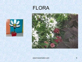 FLORA
www.lt-automation.com 6
 